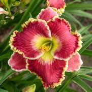 Hemerocallis hybrid 'Born to Run'