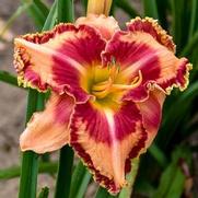 Hemerocallis hybrid 'Rainbow Rhythm Lake of Fire'