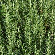 Rosemary Officialis 'Gorizia' Rosemary Officialis 'Gorizia'
