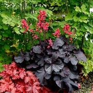 Heuchera hybrid 'Black Forest Cake' Heuchera hybrid 'Black Forest Cake'