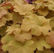 Heuchera hybrid 'Caramel' Heuchera hybrid 'Caramel'