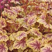 Heuchera hybrid 'Circus'