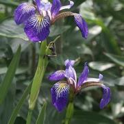 Iris versicolor 'Gerald Darby'