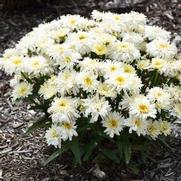 Leucanthemum superbum 'Ice Cream Dream' Leucanthemum superbum 'Ice Cream Dream'