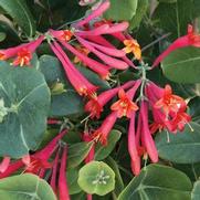 Lonicera sempervirens 'Major Wheeler'