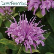 Monarda BeeMine 'Lavender' Monarda BeeMine 'Lavender'