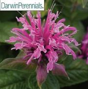 Monarda BeeMine 'Pink' Monarda BeeMine 'Pink'
