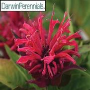 Monarda BeeMine 'Red' Monarda BeeMine 'Red'