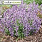 Nepeta faassenii 'Picture Perfect'