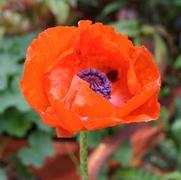 Papaver orientale 'Brilliant' Papaver orientale 'Brilliant'