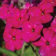Phlox paniculata 'Famous Magenta' Phlox paniculata 'Famous Magenta'