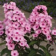 Phlox paniculata 'Famous Pink Dark Eye' Phlox paniculata 'Famous Pink Dark Eye'