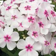Phlox paniculata 'Famous White Eye' Phlox paniculata 'Famous White Eye'