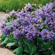 Prunella grandiflora 'Lacy Blue' Prunella grandiflora 'Lacy Blue'
