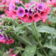 Pulmonaria 'Lisa Marie' Pulmonaria 'Lisa Marie'