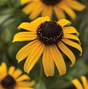 Rudbeckia fulgida 'Goldblitz' Rudbeckia fulgida 'Goldblitz'
