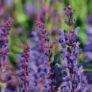 Salvia nemorosa 'Dark Matter' Salvia nemorosa 'Dark Matter'