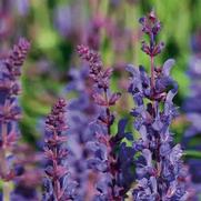 Salvia nemorosa 'Dark Matter'