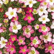 Saxifraga Arendsii 'Lofty Pink Shade'