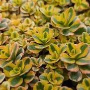 Sedum Spurium 'What a Doozie' Sedum Spurium 'What a Doozie'
