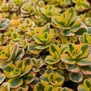 Sedum Spurium 'What a Doozie'