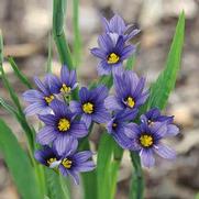 Sisyrinchium Idahoense 'Moody Blues' Sisyrinchium Idahoense 'Moody Blues'