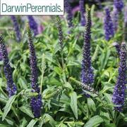 Veronica longifolia 'Forever Blue'