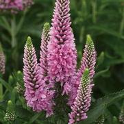 Veronica longifolia 'Skyward Pink'