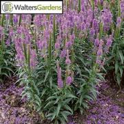 Veronica Spicata 'Purple Leia'