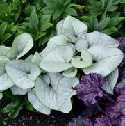 Brunnera macrophylla 'Alexandria'