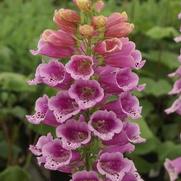 Digitalis purpurea 'Candy Mountain Rose'