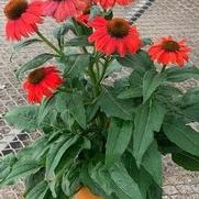 Echinacea purpurea 'Artisan Red Ombre'