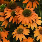 Echinacea purpurea 'Artisan Soft Orange' Echinacea purpurea 'Artisan Soft Orange'