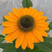 Echinacea purpurea 'Artisan Yellow Ombre'