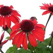 Echinacea purpurea 'Panama Red'