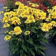 Echinacea purpurea 'Sunny Days Lemon' Echinacea purpurea 'Sunny Days Lemon'
