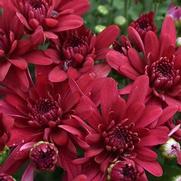 Chrysanthemum Garden Mum 'Grapeberry Red' Chrysanthemum Garden Mum 'Grapeberry Red'