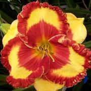 Hemerocallis hybrid 'Band of Fire'