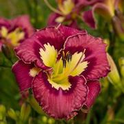 Hemerocallis hybrid 'Catcher in the Eye'