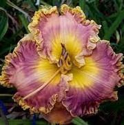 Hemerocallis hybrid 'Collage' Hemerocallis hybrid 'Collage'