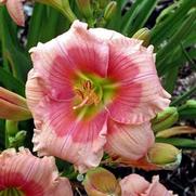 Hemerocallis hybrid 'Janice Brown'