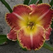 Hemerocallis hybrid 'Jekyll Island'