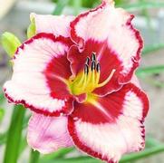 Hemerocallis hybrid 'Lies and Lipstick'