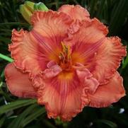 Hemerocallis hybrid 'Perceptive' Hemerocallis hybrid 'Perceptive'