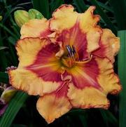 Hemerocallis hybrid 'Pointed Perfection'