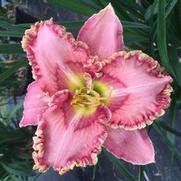 Hemerocallis hybrid 'Princess Tutu'