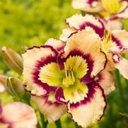 Hemerocallis hybrid 'Spacecoast Sea Shell'