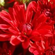 Chrysanthemum 'Stellar Red'