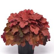 Heuchera hybrid 'Carnival Cinnamon Stick'