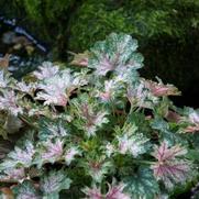 Heuchera hybrid 'Dew Drops' Heuchera hybrid 'Dew Drops'